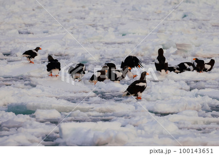 鷲　オオワシ　北海道　オホーツク海　遊覧船　早朝 クルーズ船　流氷 100143651