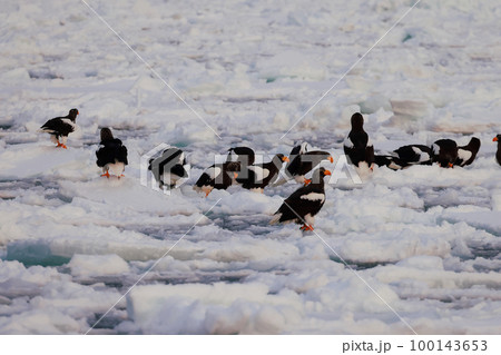 鷲　オオワシ　北海道　オホーツク海　遊覧船　早朝 クルーズ船　流氷 100143653
