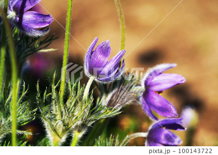 白い毛が特徴　”セイヨウオキナグサ” 100143722
