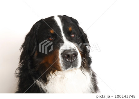 Photo Bernese Mountain Dog on a white background. Studio shot of a dog in front of an isolated background.  100143749