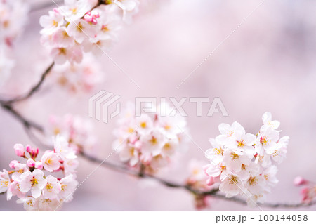 Cherry Blossoms 100144058