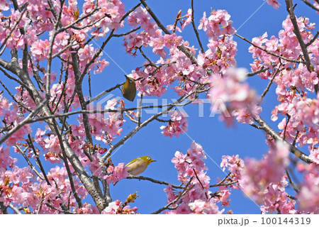 【千葉県 佐倉市】佐倉城址公園の野鳥、河津桜とメジロ 100144319