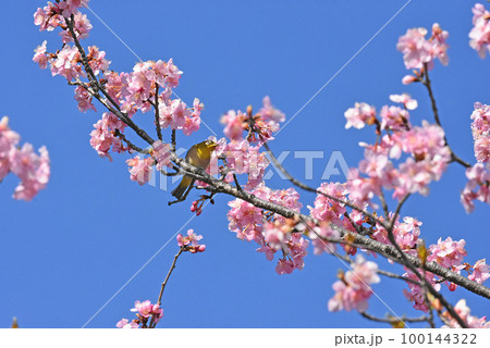 【千葉県 佐倉市】佐倉城址公園の野鳥、河津桜とメジロ 【千葉県 佐倉市】佐倉城址公園の野鳥、河津桜とメジロ 100144322