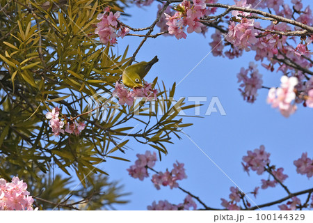 【千葉県 佐倉市】佐倉城址公園の野鳥、河津桜とメジロ 100144329