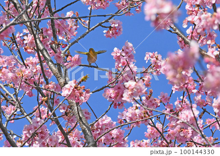 【千葉県 佐倉市】佐倉城址公園の野鳥、河津桜とメジロ 100144330