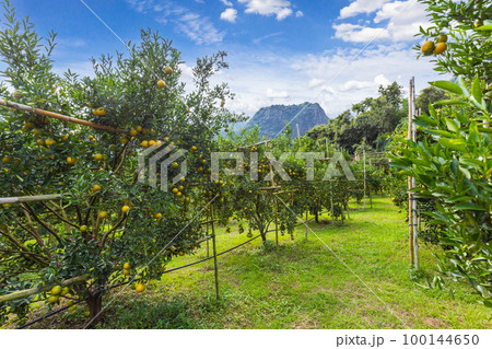 The Oranges growing on tree, North, Thailand. The Oranges growing on tree, North, Thailand. 100144650