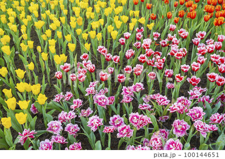The beautiful red and yellow tulip in the garden. The beautiful red and yellow tulip in the garden. 100144651