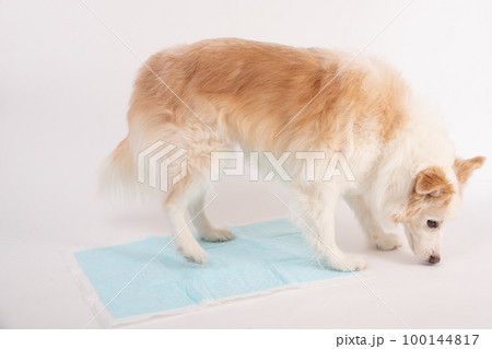 レッド&ホワイトボーダーコリーがトイレシートで排泄しようと匂いを嗅いでいることろ 100144817