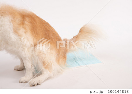 レッド&ホワイトボーダーコリーがトイレシートで排泄しているところ　アップ写真 100144818