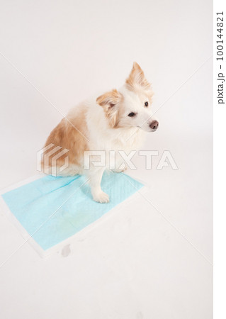 レッド&ホワイトボーダーコリーがトイレシートで排泄しようと飼い主からトイレコマンドで指示されている 100144821