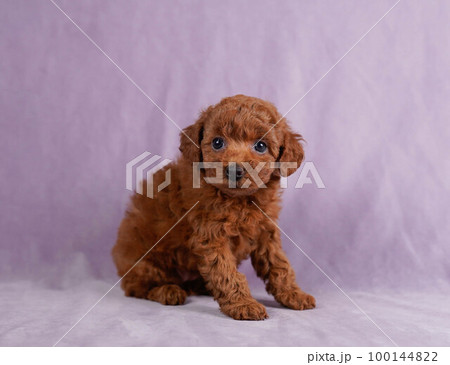 プードルの子犬 100144822
