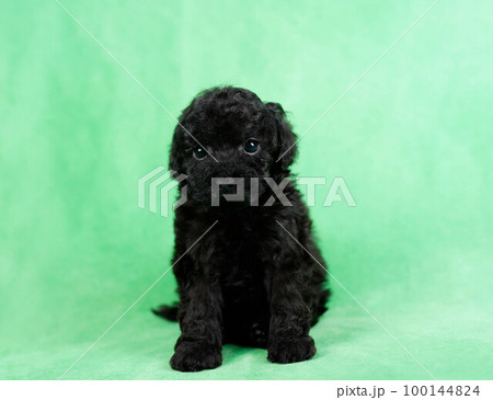 プードルの子犬 100144824