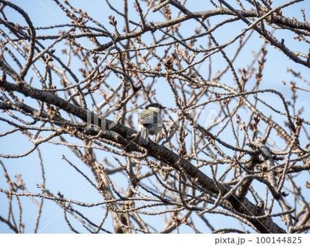 木に留まるシジュウカラ 木に留まるシジュウカラ 100144825