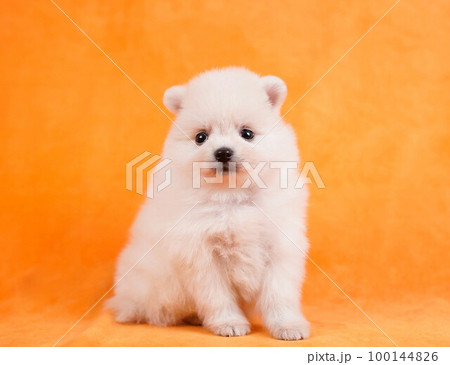 ポメラニアンの子犬 100144826