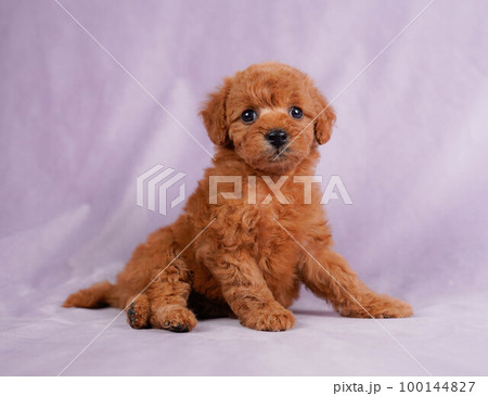 トイプードルの子犬 100144827