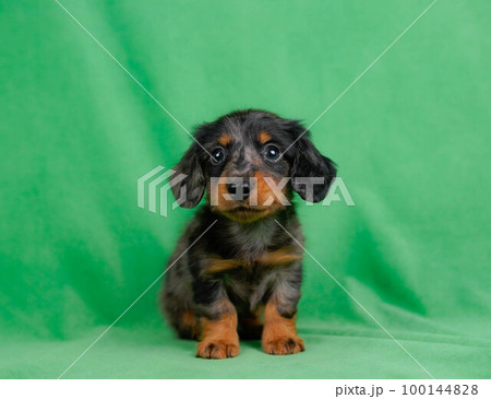 ダックスの子犬 ダックスの子犬 100144828