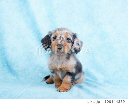 ダックスの子犬 ダックスの子犬 100144829