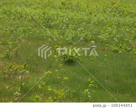 谷川岳天神平の草原の初夏(2021.06撮影) 谷川岳天神平の草原の初夏(2021.06撮影) 100144851