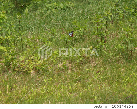 谷川岳天神平ゲレンデにてアサギマダラの様な蝶を発見(2021.06撮影) 谷川岳天神平ゲレンデにてアサギマダラの様な蝶を発見(2021.06撮影) 100144858