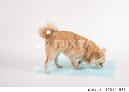 クリームカラーのチワワがトイレシーツで排泄しようと匂いを嗅いでいる 100144981