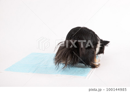 ブラックタンカラーのチワワがトイレシーツで排便する様子 100144985