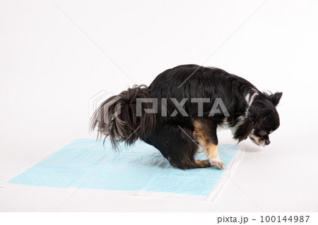 ブラックタンカラーのチワワがトイレシーツで排便する様子 100144987