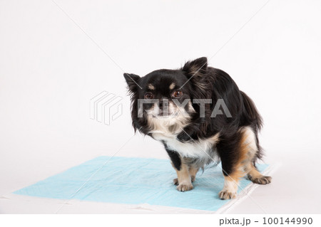 ブラックタンカラーのチワワがトイレシーツで排便する様子 100144990