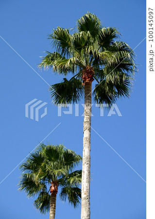 ワシントンヤシ 100145097