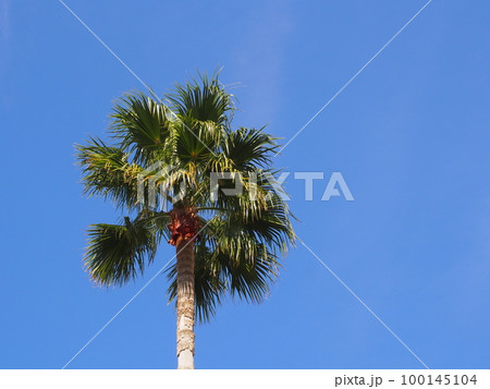 ワシントンヤシ 100145104