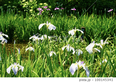 白色の花菖蒲越しに紫色の花菖蒲が見える遠景　大阪市旭区　城北菖蒲園 100145341