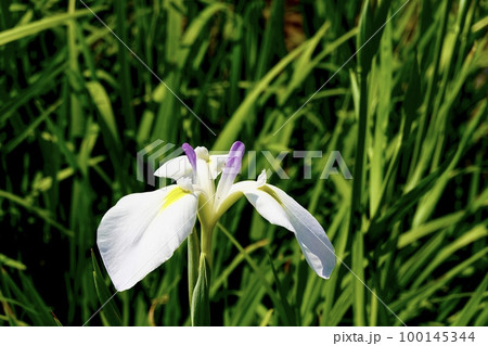 白い花菖蒲が清々しく1輪咲いている風景 大阪市旭区 城北菖蒲園 白い花菖蒲が清々しく1輪咲いている風景 大阪市旭区 城北菖蒲園 100145344