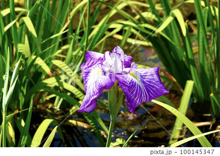 紫に白模様が入った花菖蒲が華やかに1輪咲いている風景 大阪市旭区 城北菖蒲園 紫に白模様が入った花菖蒲が華やかに1輪咲いている風景 大阪市旭区 城北菖蒲園 100145347