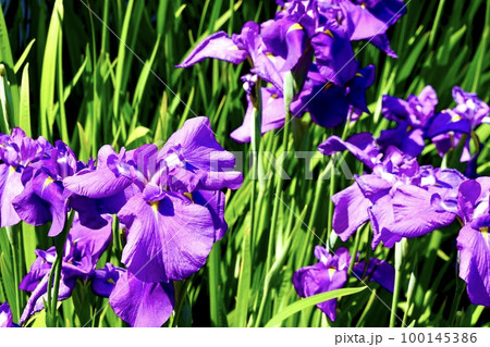 陽光を受けて輝く濃い紫の花菖蒲が咲き乱れる風景　大阪市旭区　城北菖蒲園 100145386