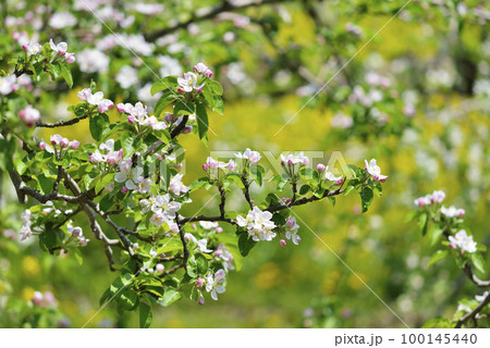 リンゴの花 100145440