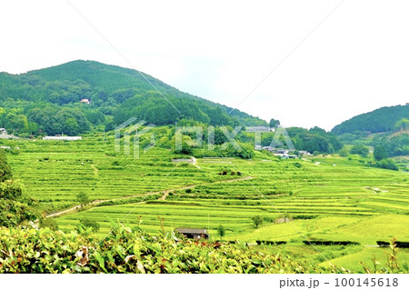 日本の棚田百選「大垪和西(おおはがにし)棚田」が生け垣越しに見える風景 岡山県久米郡 日本の棚田百選「大垪和西(おおはがにし)棚田」が生け垣越しに見える風景 岡山県久米郡 100145618