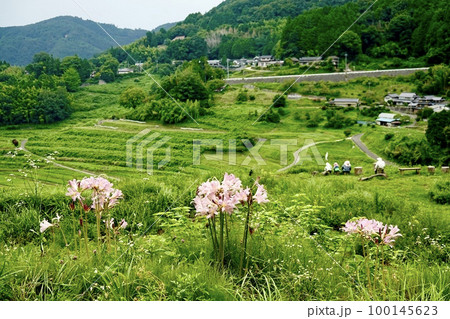 日本の棚田百選「大垪和西(おおはがにし)棚田」がピンクの夏水仙の花越しに見える風景　岡山県久米郡 100145623