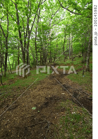 釈迦ヶ岳登山、八方ヶ原大間々台登山口より 釈迦ヶ岳登山、八方ヶ原大間々台登山口より 100145982