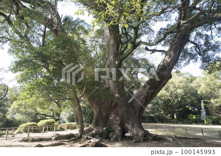 諫早城　本丸の楠 100145993