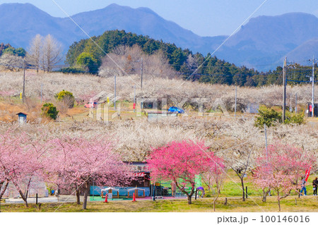 みさと梅林と榛名山 100146016