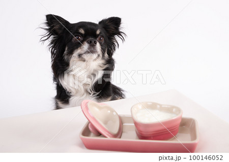 ブラックタンのチワワがヨーグルトを舐めながら食べている 100146052