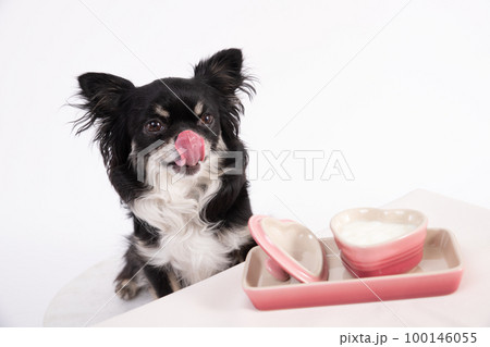 ブラックタンのチワワがヨーグルトを舐めながら食べている 100146055