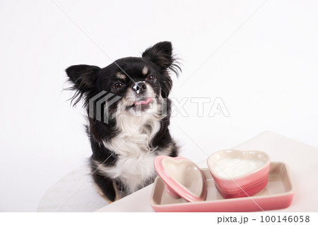 ブラックタンのチワワがヨーグルトを舐めながら食べている ブラックタンのチワワがヨーグルトを舐めながら食べている 100146058