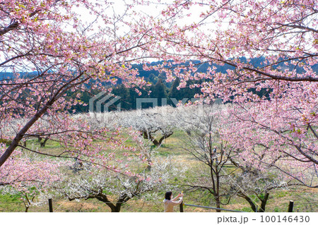河津桜と白梅 100146430