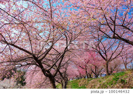 河津桜のトンネル 100146432