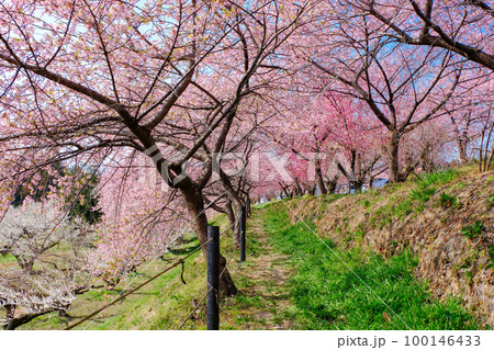 河津桜のトンネルと白梅林 100146433