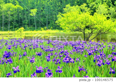大平あやめ公園 100146575