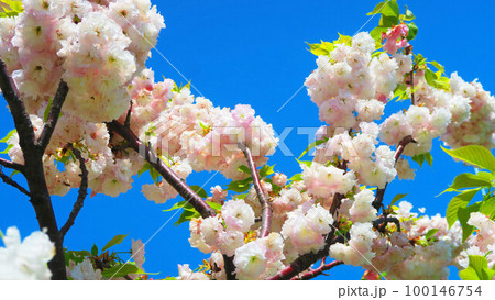 八重桜と青空（晴れた日）の満開の風景 100146754