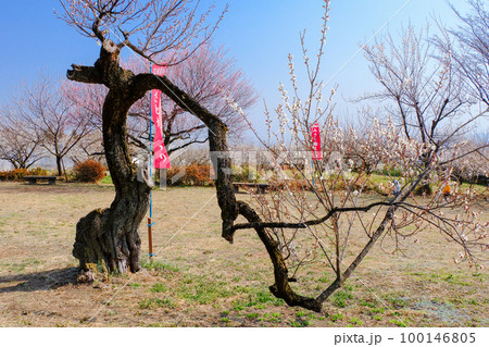 白梅の古木 100146805