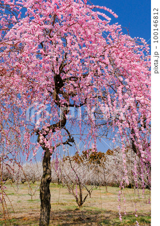 ピンクの枝垂れ梅(縦) ピンクの枝垂れ梅(縦) 100146812