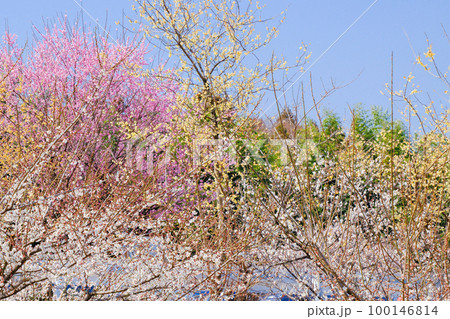 白梅とロウバイと河津桜 100146814